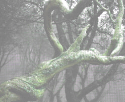 Drehwuchs eines Baumes